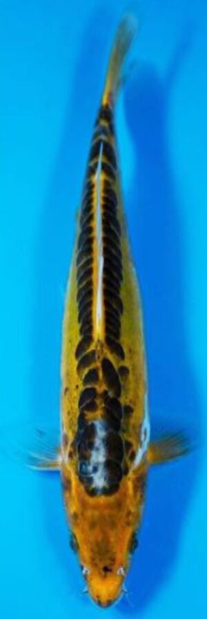 Fotoalbum Kois Presentation.pdf-image-052 Fisch 4