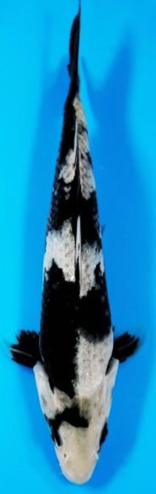 Fotoalbum Kois Presentation.pdf-image-122 Fisch 3