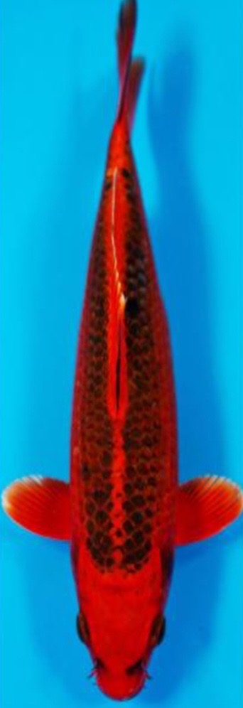 Fotoalbum Kois Presentation.pdf-image-127