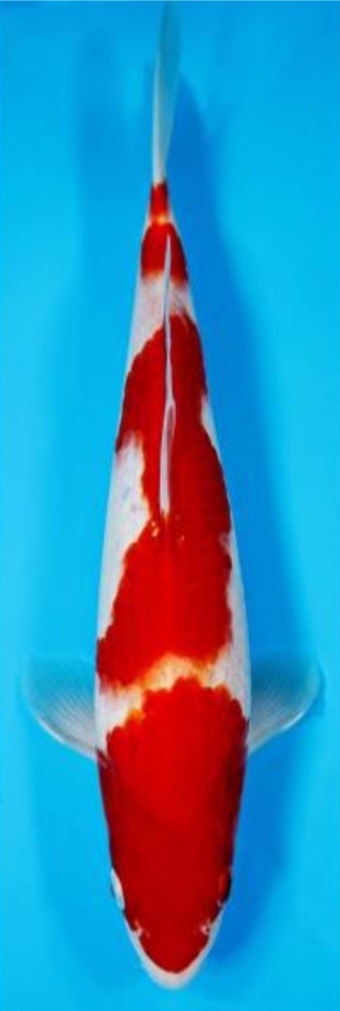 Fotoalbum Kois Presentation.pdf-image-202