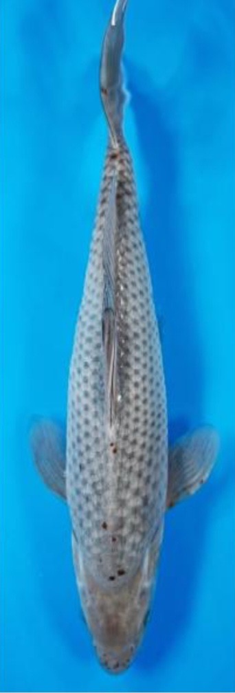 Fotoalbum Kois Presentation.pdf-image-232 Fisch 9