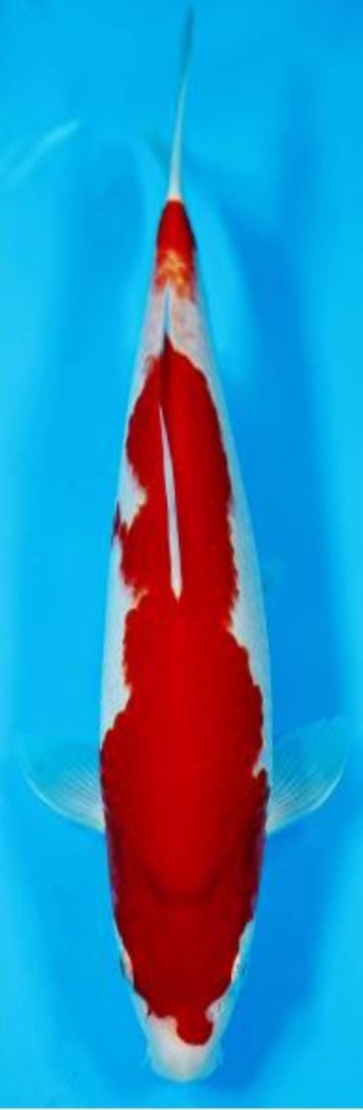 Fotoalbum Kois Presentation.pdf-image-247