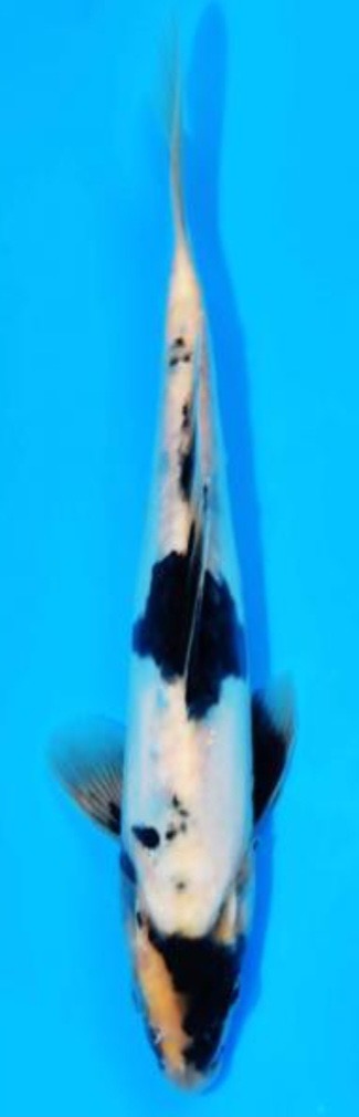 Fotoalbum Kois Presentation.pdf-image-257