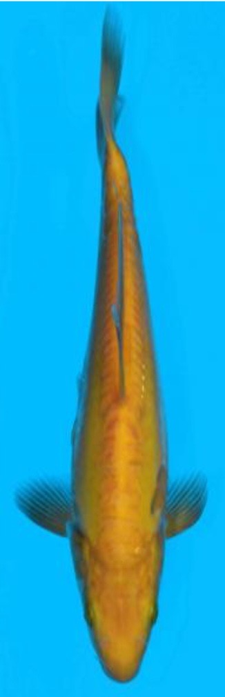 Fotoalbum Kois Presentation.pdf-image-262