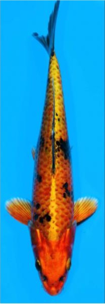 Fotoalbum Kois Presentation.pdf-image-277