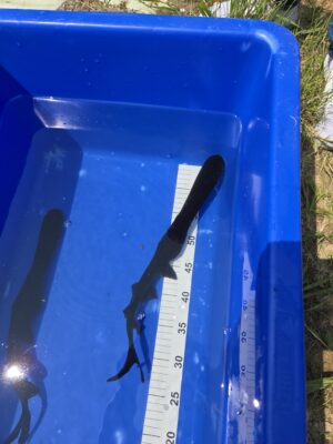 Löffelstör 10-60 cm