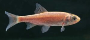 Goldorfe Goldorfen 10-14 cm