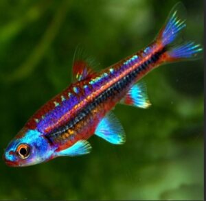 Regenbogenerlitzen 2-3cm