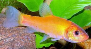 Bildschirmfoto_9-3-2026_201459_www.bing.com Goldschleie 10-12 cm