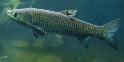 Graskarpfen (Amurkarpfen) 6-9 oder 20-22 cm