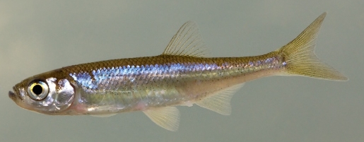 Moderlieschen 4-5 cm