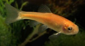 Bildschirmfoto_9-3-2026_203039_www.bing.com Gold Elritze