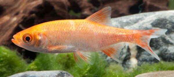 Rotfeder Gold 7-9 cm