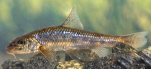 Bildschirmfoto_9-3-2026_205932_www.bing.com Gründling 7-9 cm