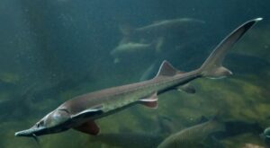 Sibirischer Stör 15-18 cm