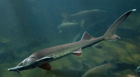 Sibirischer Stör 15-18 cm
