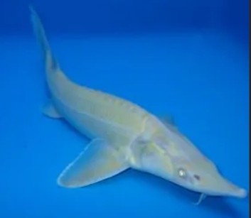 Bildschirmfoto_9-3-2026_211847_www.bing.com Albino Sterlet 15-32 cm