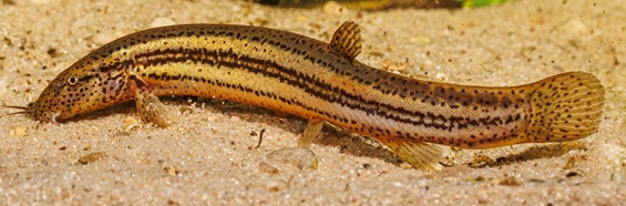 Schlammpeizger 10-12 cm