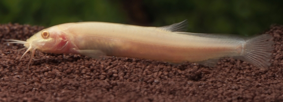 Schlammpeizger Gold 4-6 cm