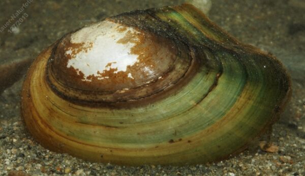 Bildschirmfoto_9-3-2026_212746_www.bing.com Teichmuschel 6-15 cm