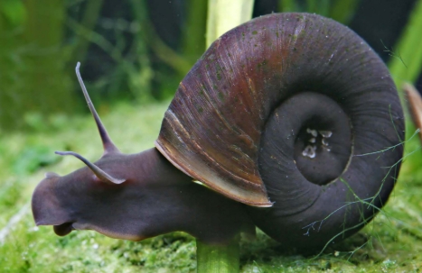 Posthornschnecke 2 cm