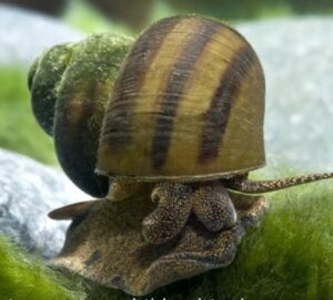 Sumpfdeckelschnecke 2 cm