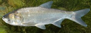Tolstolop Silberkarpfen 10-20 cm