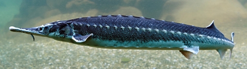 Sternhausen 12-17 cm