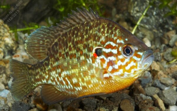 Sonnenbarsch 5-10 cm