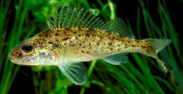 Bildschirmfoto_9-3-2026_221422_www.bing.com Kaulbarsch 5-8 cm