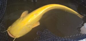 Wels Albion 10-20 cm