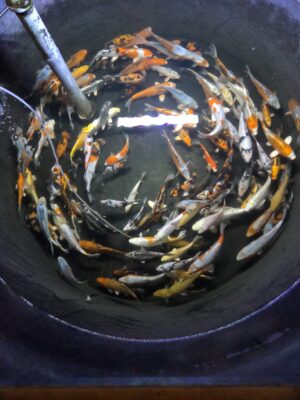 Koi Fische 6-8cm