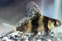 Wimpelkarpfen 5-15 cm